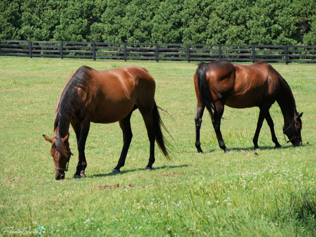 Thoroughbred Mares in Kentucky Horse Country   @FanningSparks