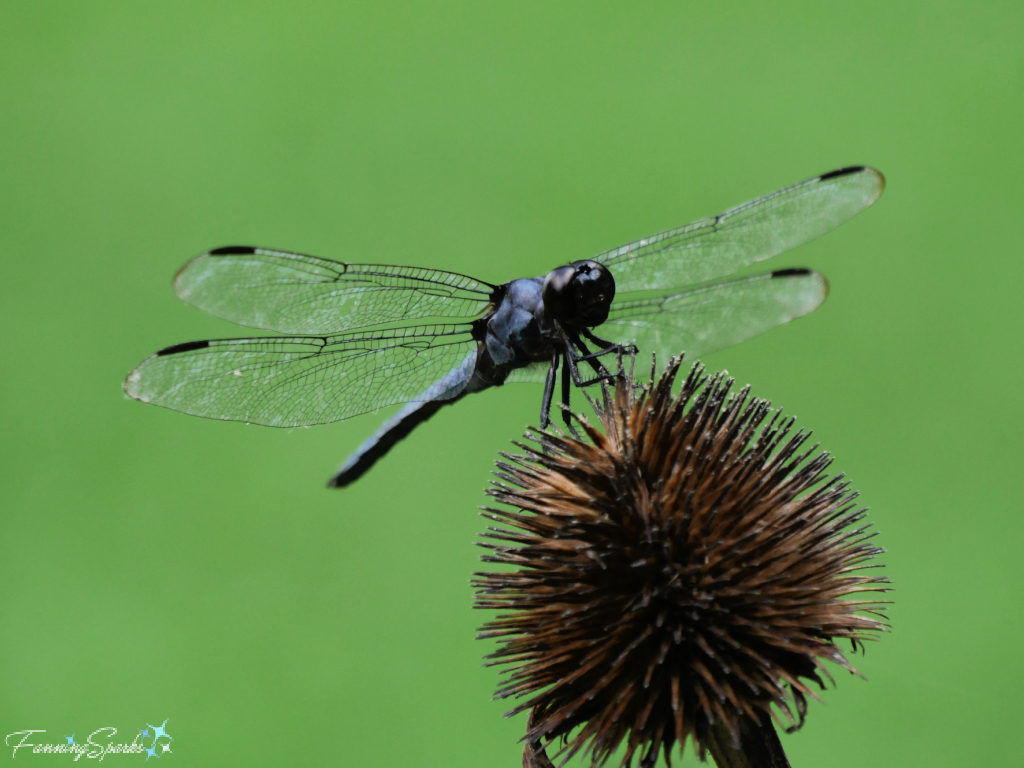 Dragonfly on Coneflower Seedhead  @FanningSparks 