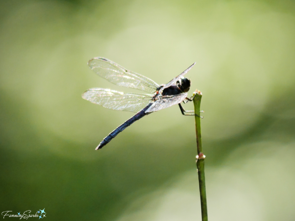 Dragonfly on Stem   @FanningSparks