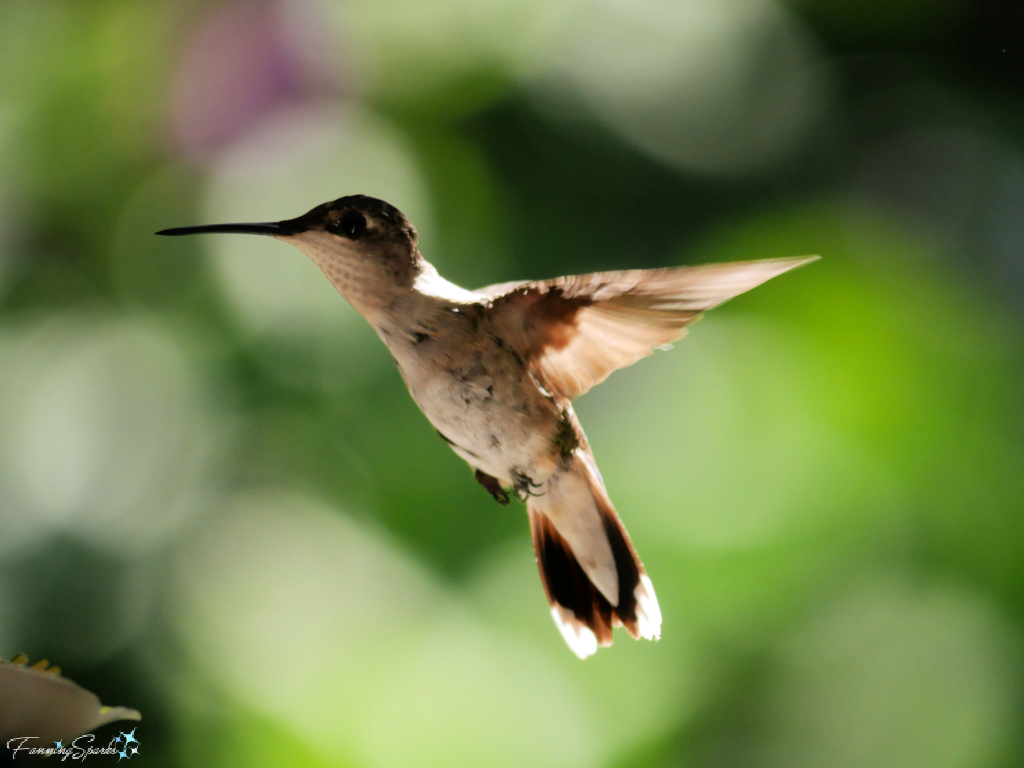 Hummingbird Hovering   @FanningSparks