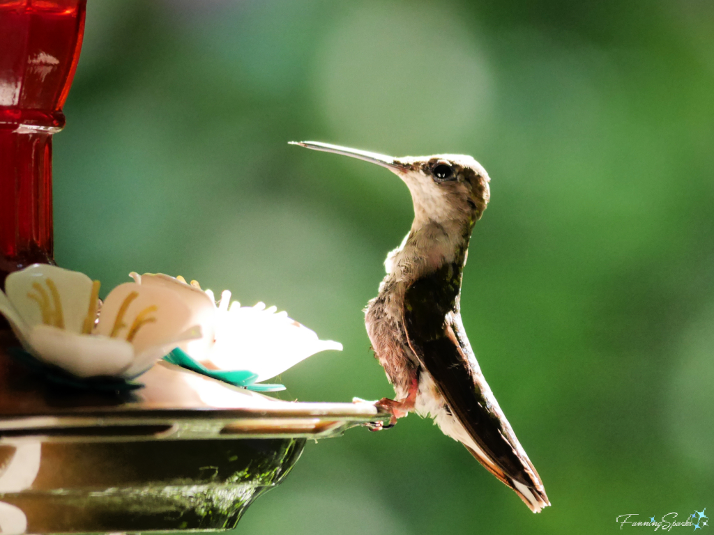 Hummingbird Perched on Feeder   @FanningSparks