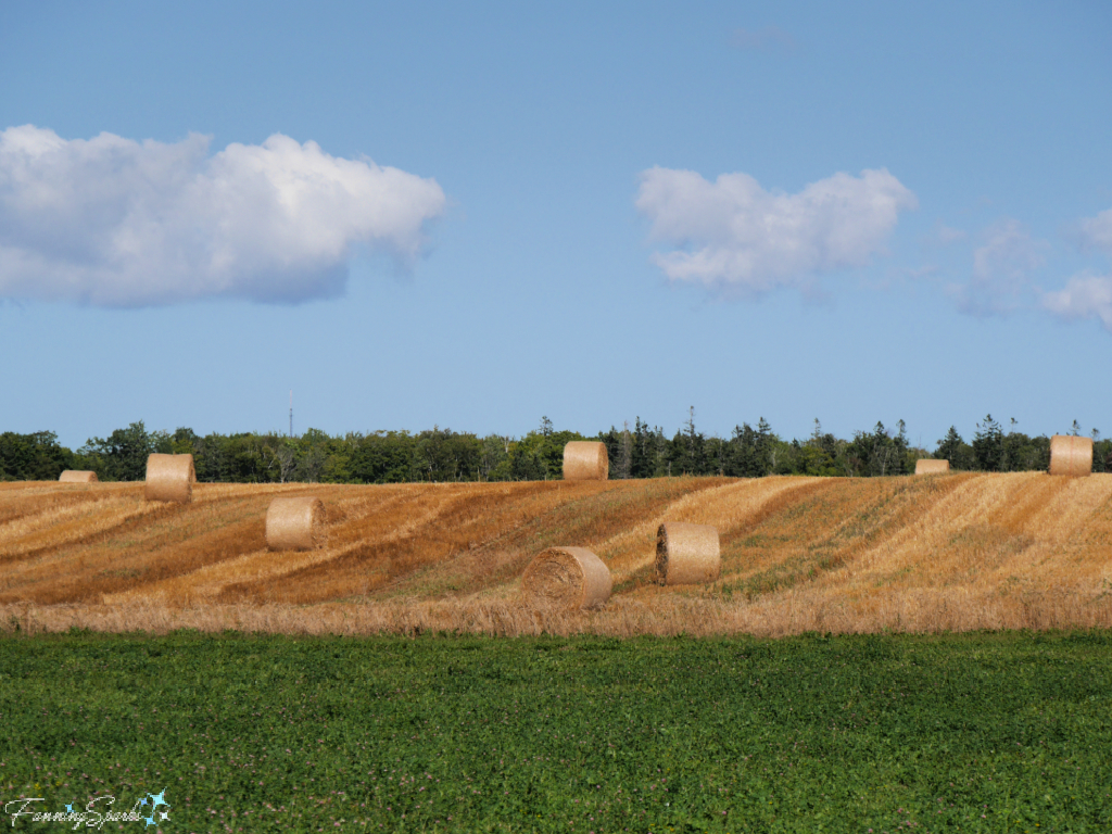 A Field of Hay Bales Near New Argyle PEI   @FanningSparks