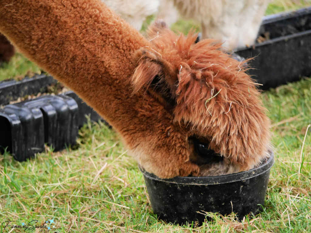 Alpaca Adult Female Eating from Dish   @FanningSparks