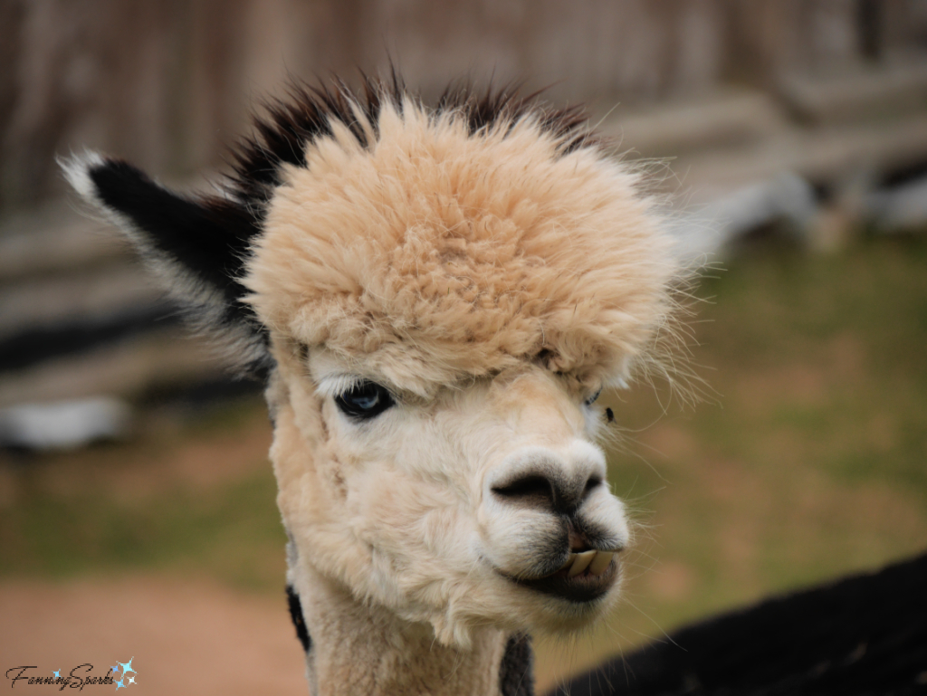 Alpaca Adult Female Looking Right   @FanningSparks