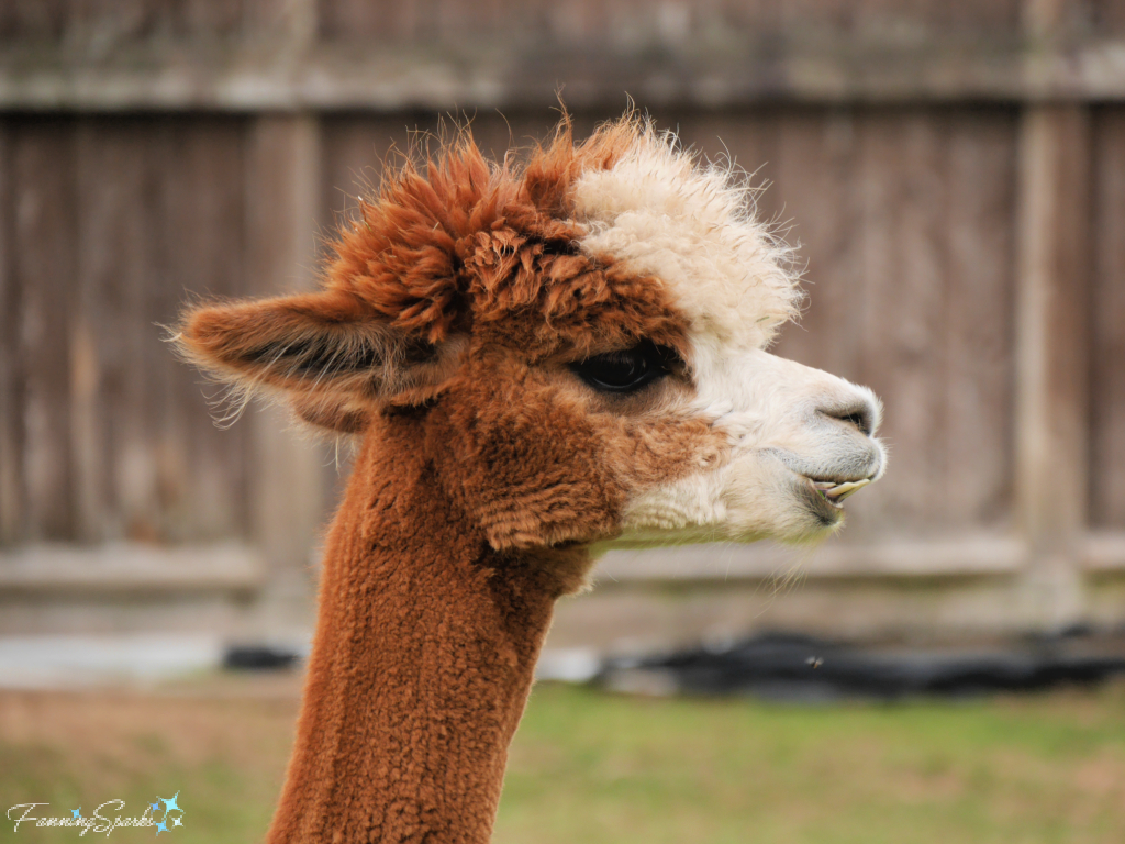 Alpaca Adult Female Looking Right   @FanningSparks