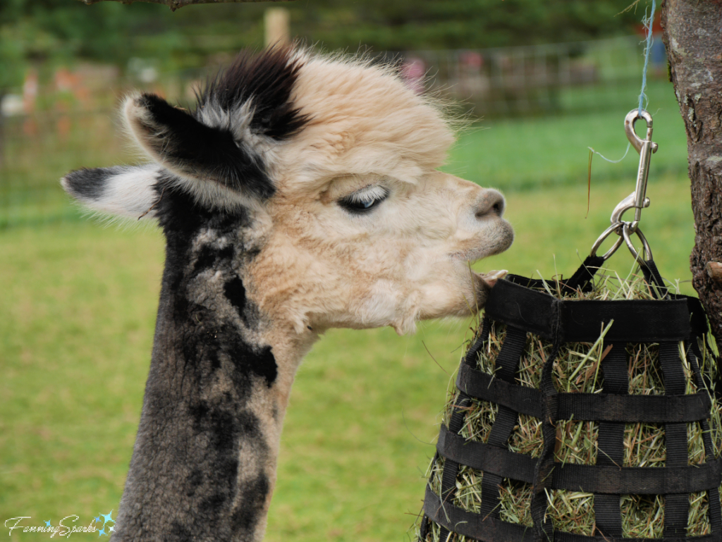 Alpaca Adult Female Stretching for Hay Bag   @FanningSparks