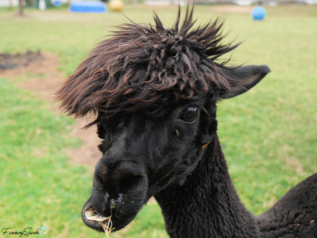 Alpaca Adult Female with Sideways Mouth   @FanningSparks