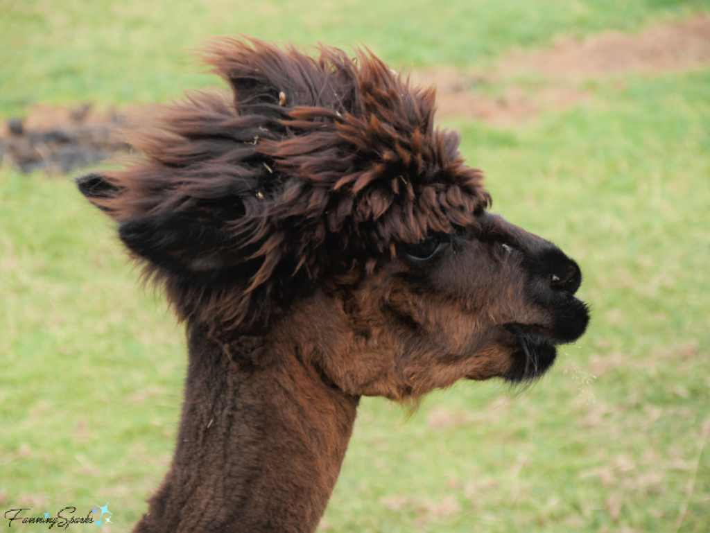 Alpaca Adult Female with Wind Blown Hair   @FanningSparks