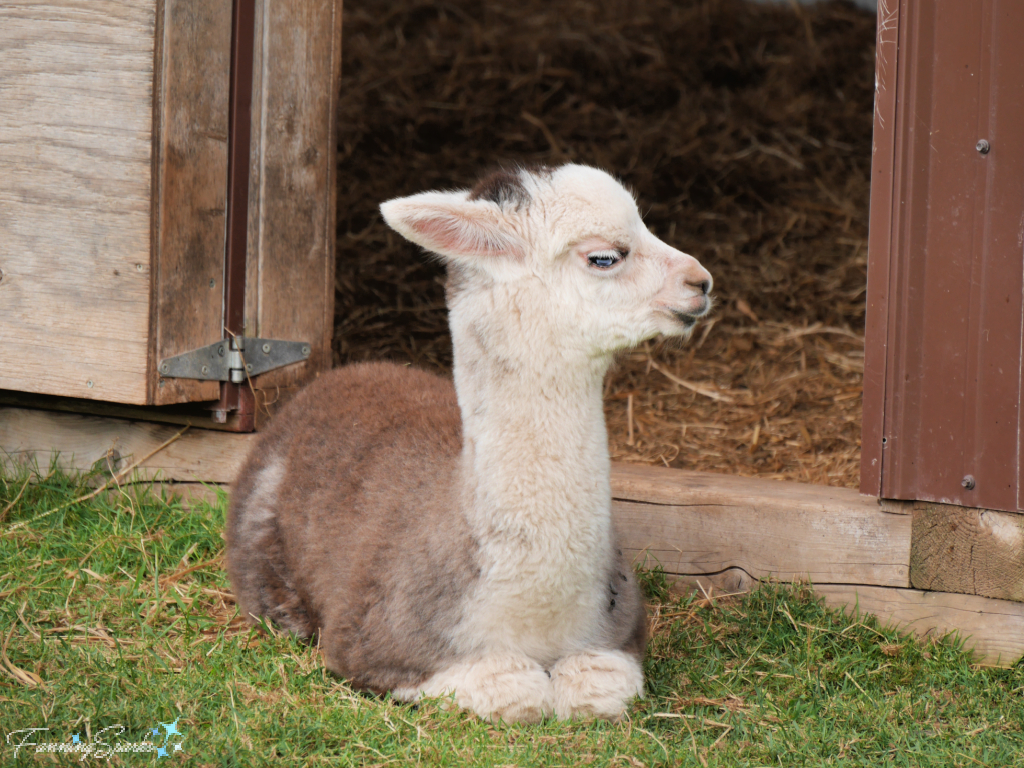 Alpaca Cria Cushing in Front of Shed   @FanningSparks