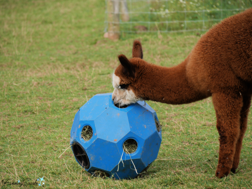 Alpaca Cria Eating from Hay Ball Feeder   @FanningSparks