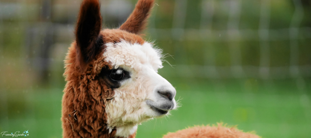 Alpaca Cria Gazing Right @FanningSparks