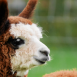 Alpaca Cria Gazing Right @FanningSparks
