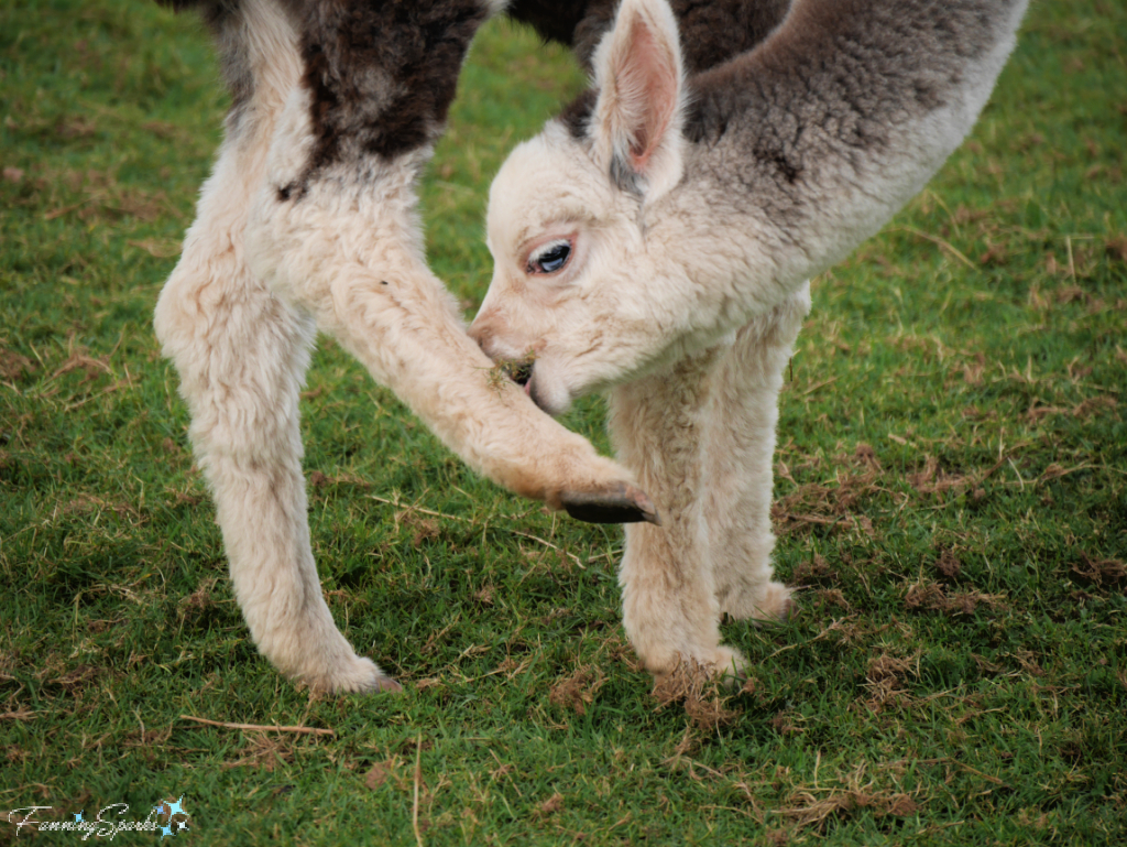 Alpaca Cria Scratching Leg   @FanningSparks