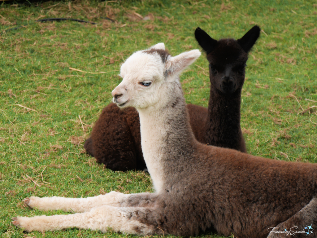 Alpaca Cria with Legs Stretched Out   @FanningSparks