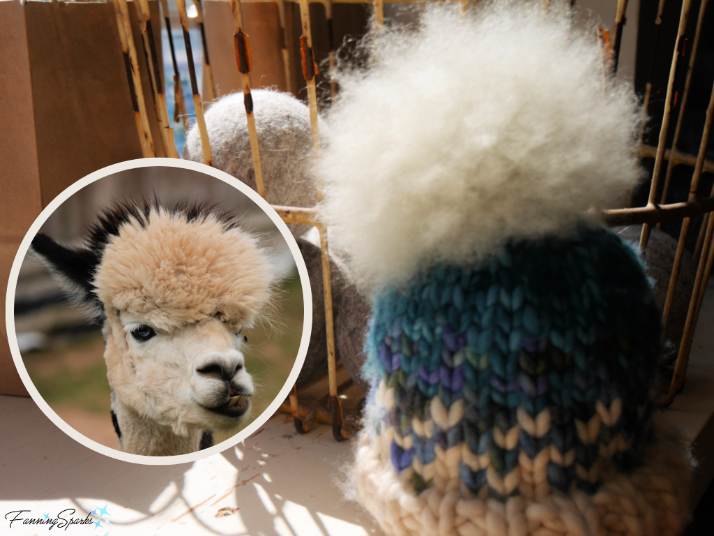 Alpaca Fiber Pom-pom on Toque   @FanningSparks