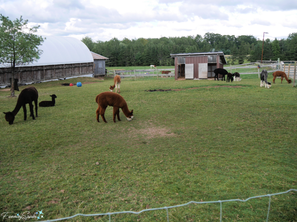 Alpaca at Meadow Brook Stables   @FanningSparks