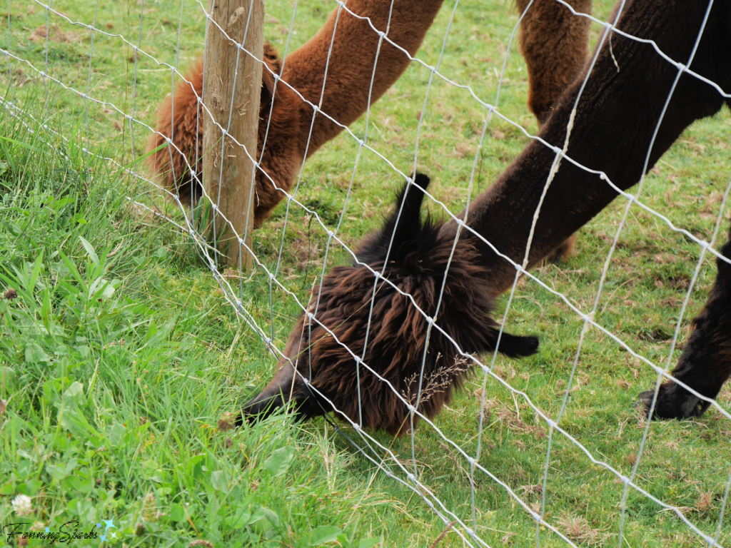 Alpacas Stretching Under Fence to Reach Grass   @FanningSparks