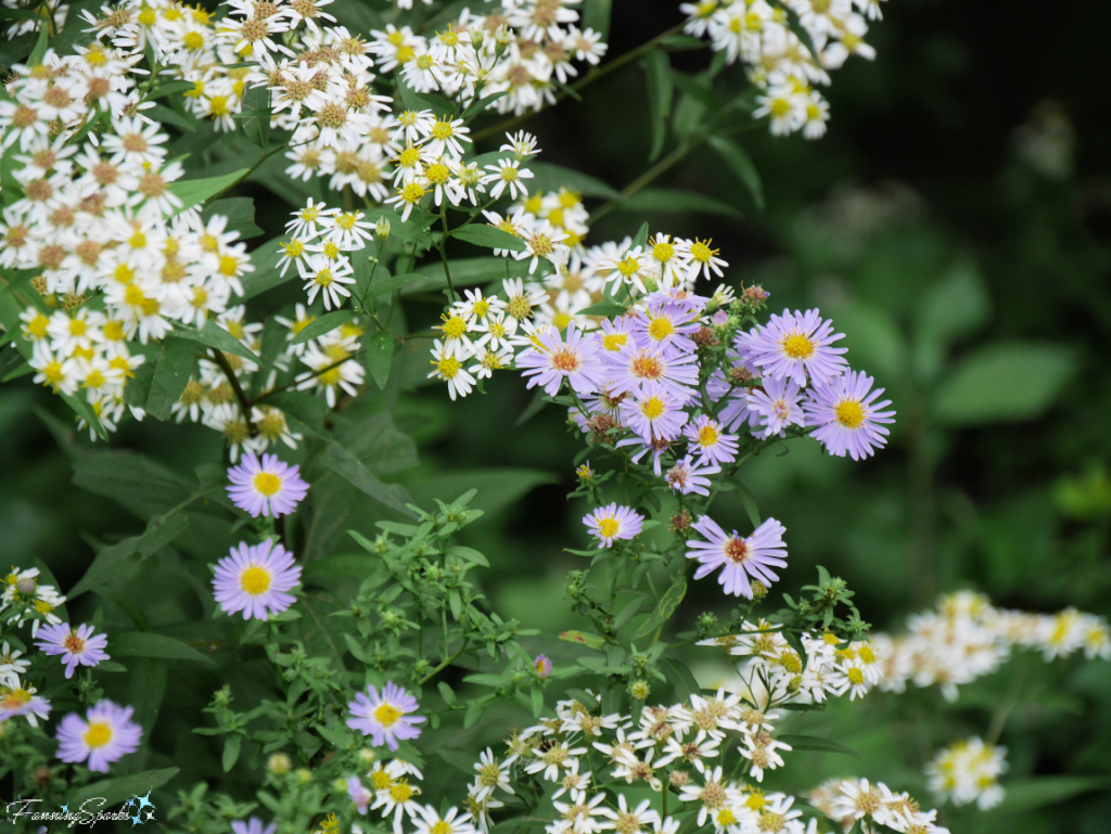 Asters Along The Island Walk Near Morell PEI   @FanningSparks