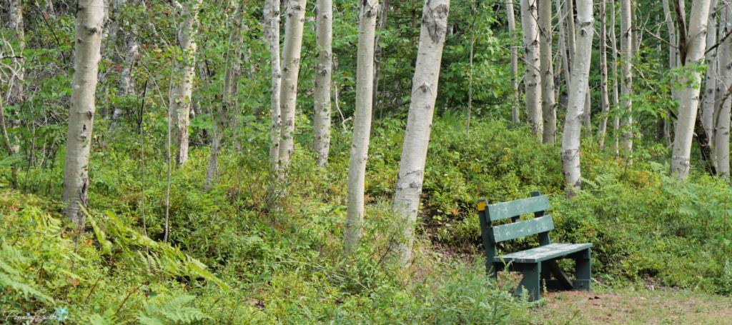 Bench in Birch Grove near Mt Stewart PEI @FanningSparks