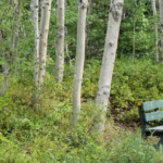 Bench in Birch Grove near Mt Stewart PEI @FanningSparks