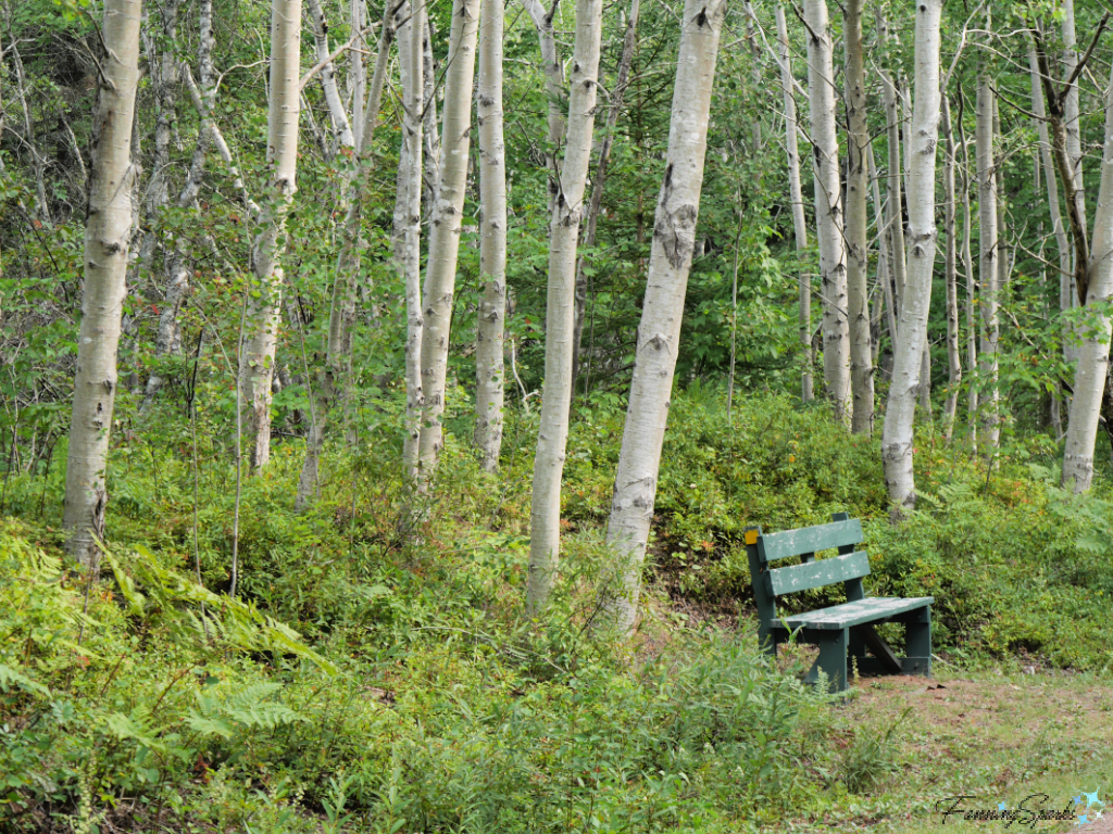 Bench in Birch Grove Between Mt Stewart and Morell PEI @FanningSparks