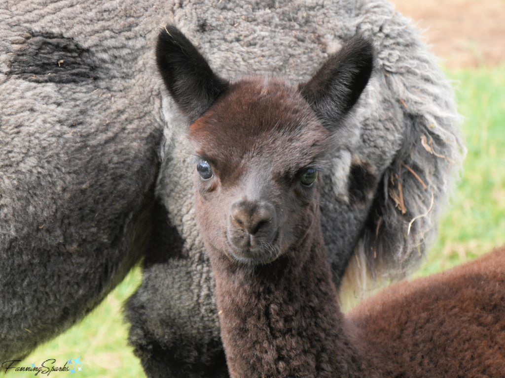 Chocolate Brown Alpaca Cria   @FanningSparks