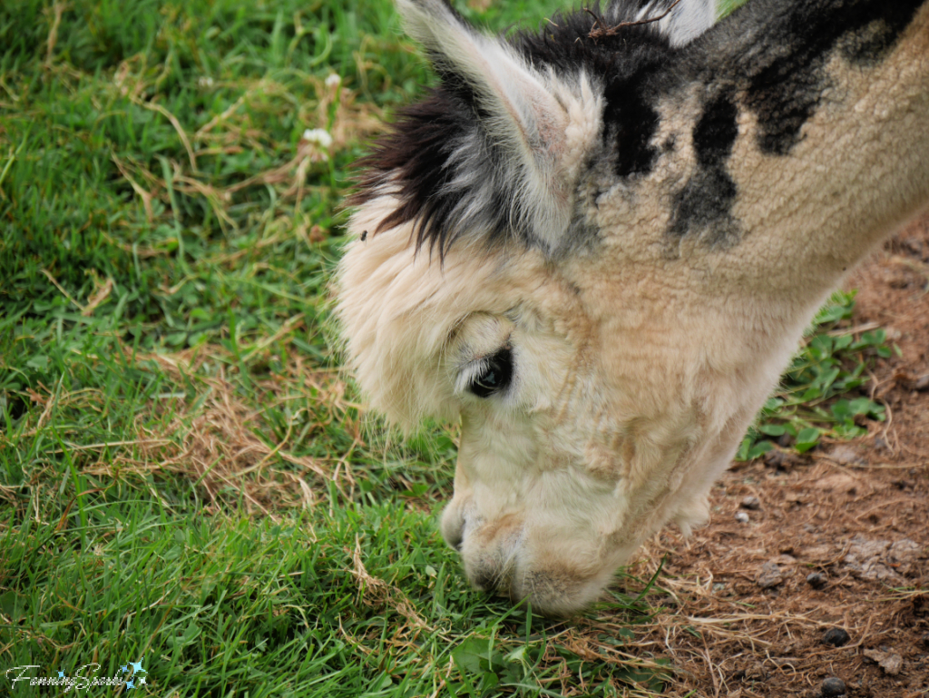 Closeup of Alpaca Adult Female Grazing   @FanningSparks