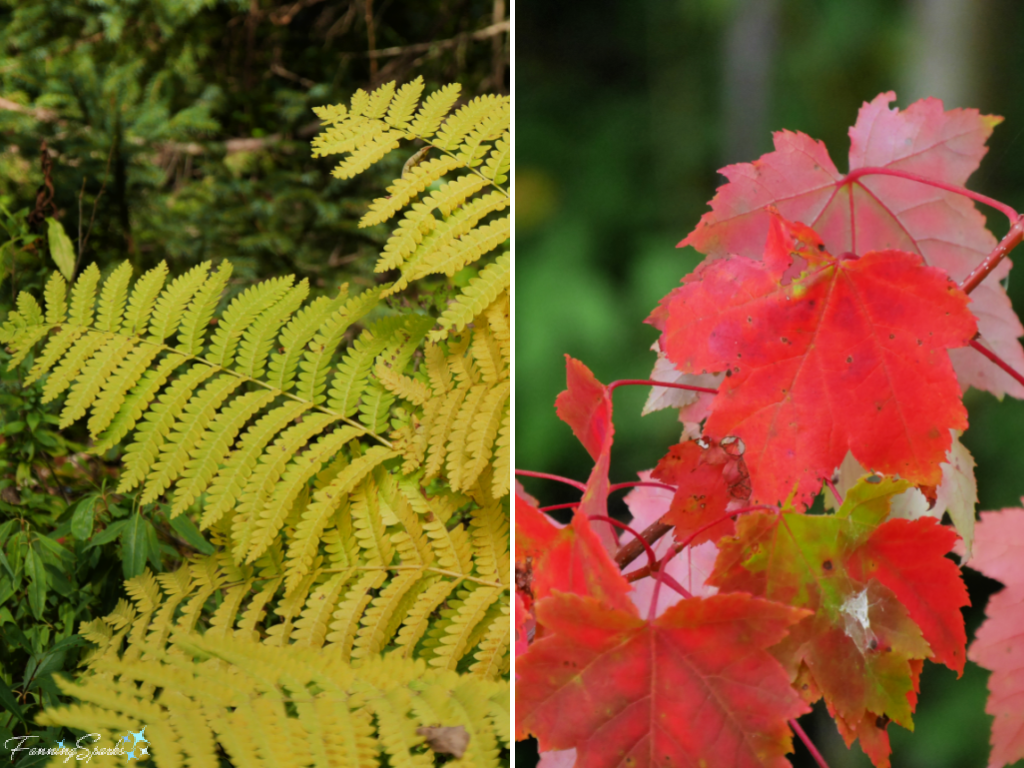 Colored Leaves Along Island Walk PEI   @FanningSparks