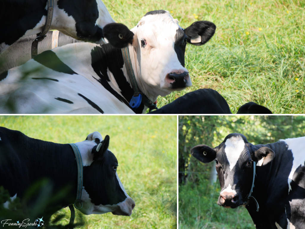 Cows Along Island Walk Near New Argyle PEI   @FanningSparks