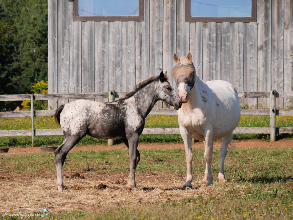 Horses Along Island Walk Near New Argyle PEI   @FanningSparks