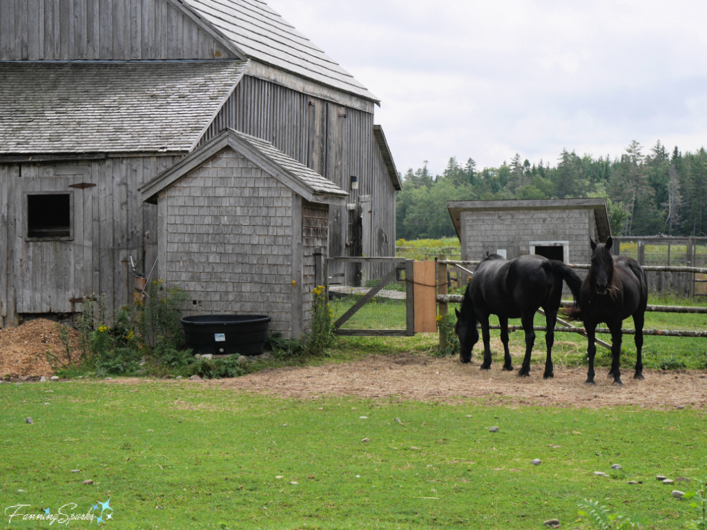 Jordan Barn with Horses at Sherbrooke Village   @FanningSparks