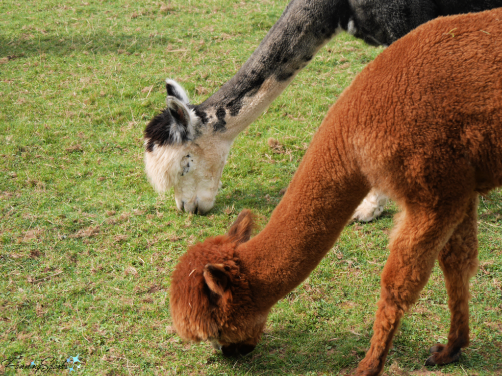 Two Alpaca Adult Females Grazing Side by Side   @FanningSparks