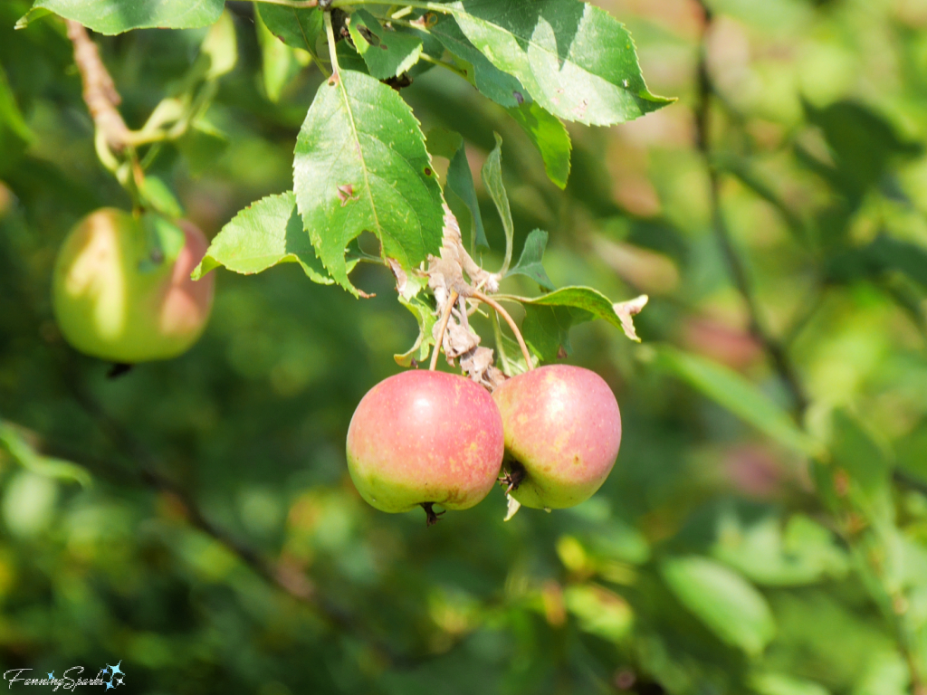 Two Red Wild Apples on Island Walk PEI @FanningSparks