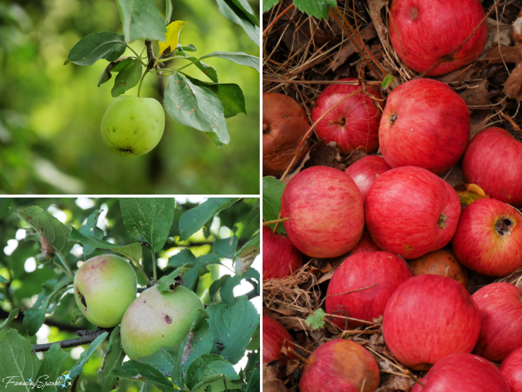 Wild Apples Along Island Walk PEI   @FanningSparks