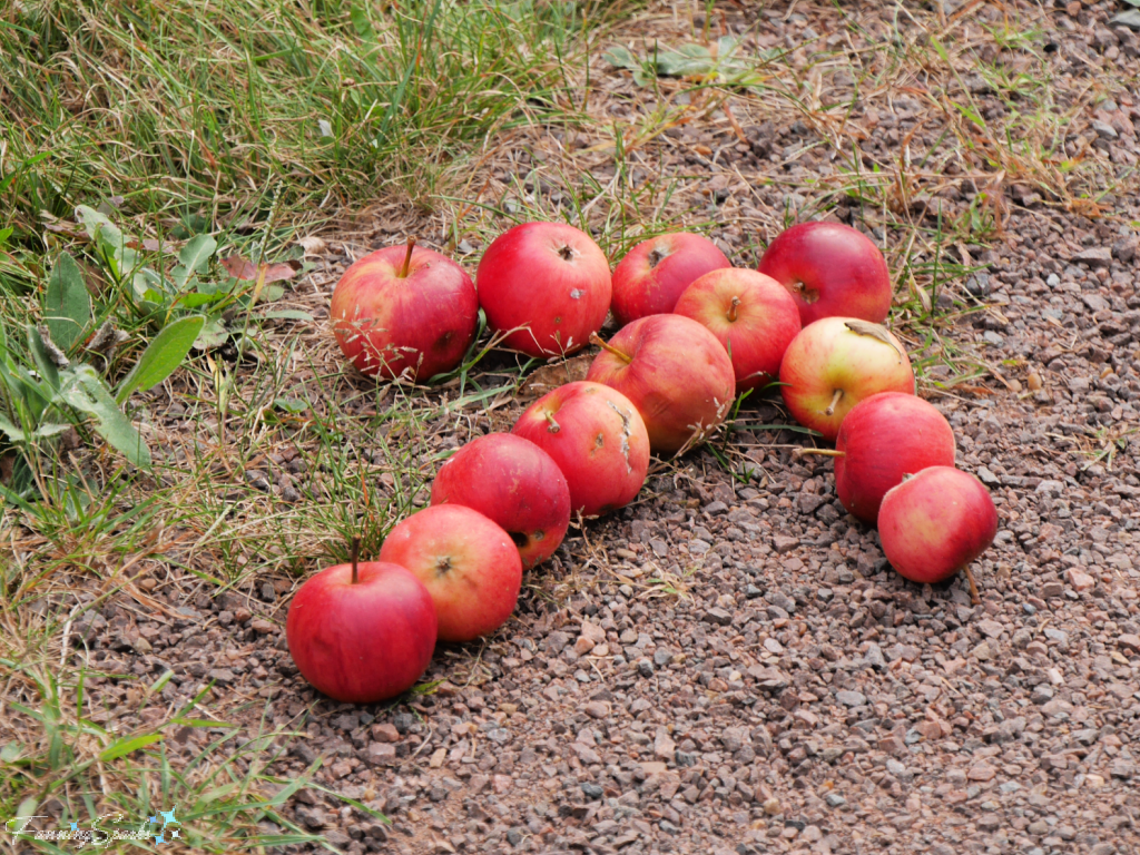 Wild Red Apples Form Arrow on Island Walk PEI   @FanningSparks