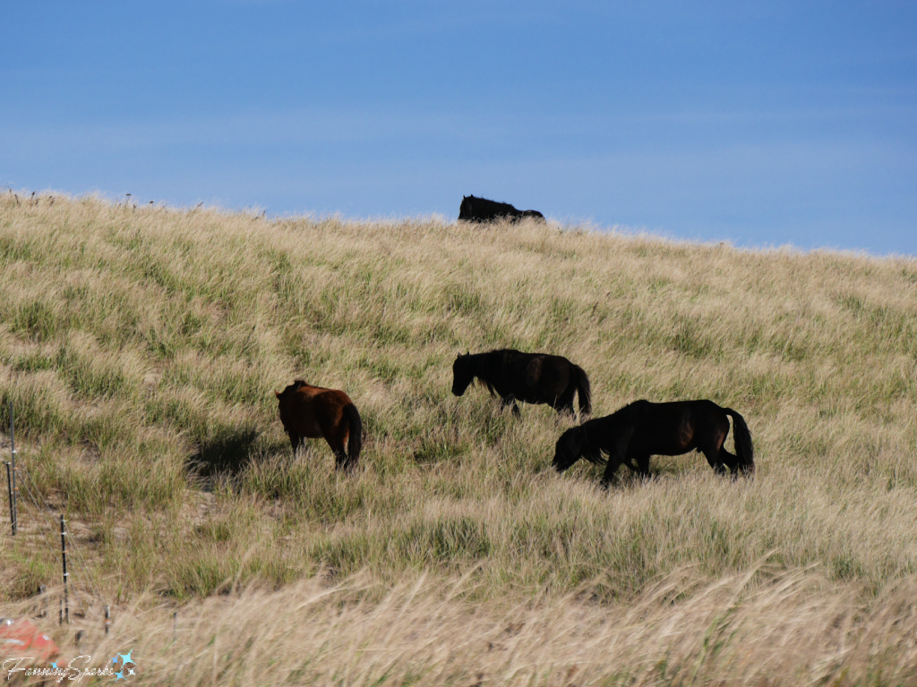 Band of Sable Island Horses Grazing near Helipad   @FanningSparks