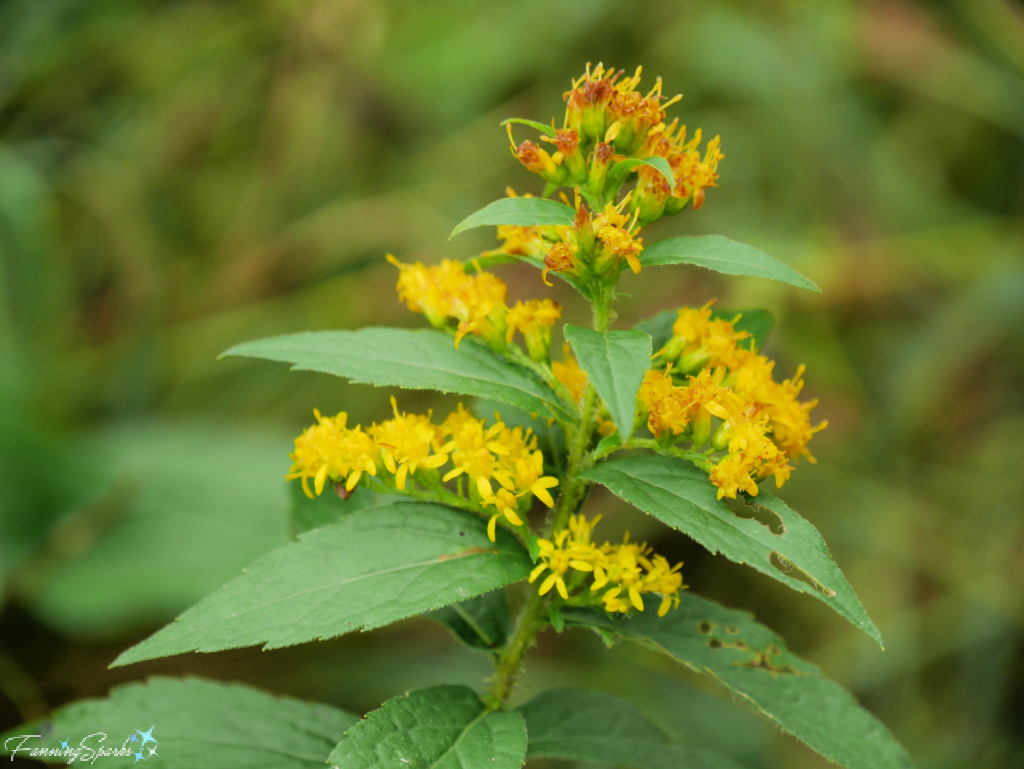 Canada Goldenrod (Solidago canadensis) Bloom   @FanningSparks