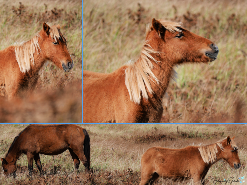 Charming Sable Island Foal   @FanningSparks