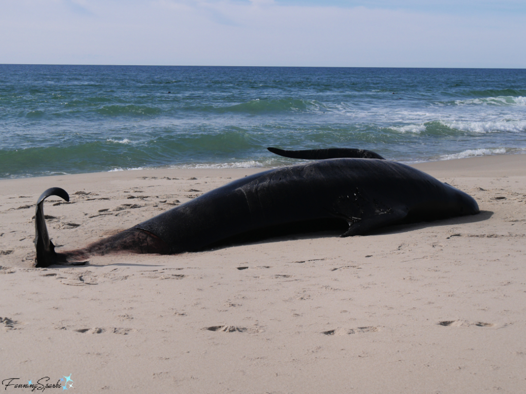 Dead Pilot Whale on Sable Island Beach   @FanningSparks