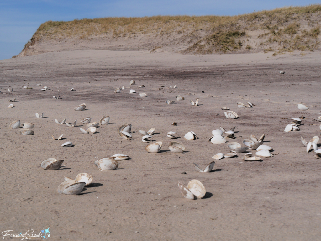 Empty Atlantic Surf Clams (Spisula solidissima) on Sable Island Beach   @FanningSparks