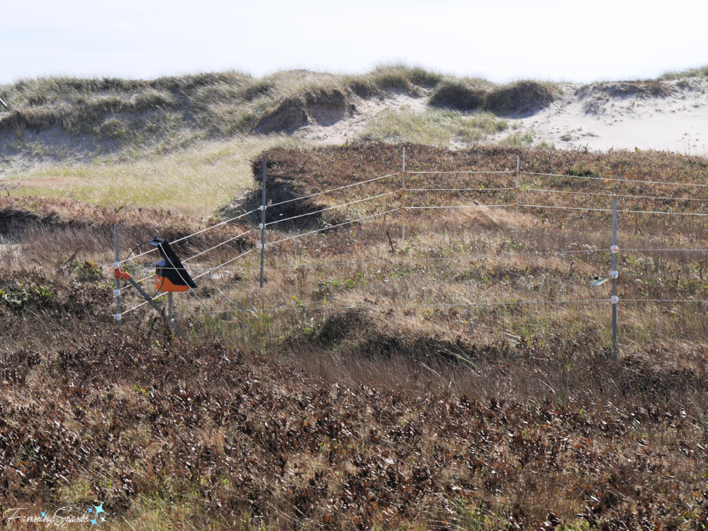 Fences in the Sand Study on Sable Island   @FanningSparks