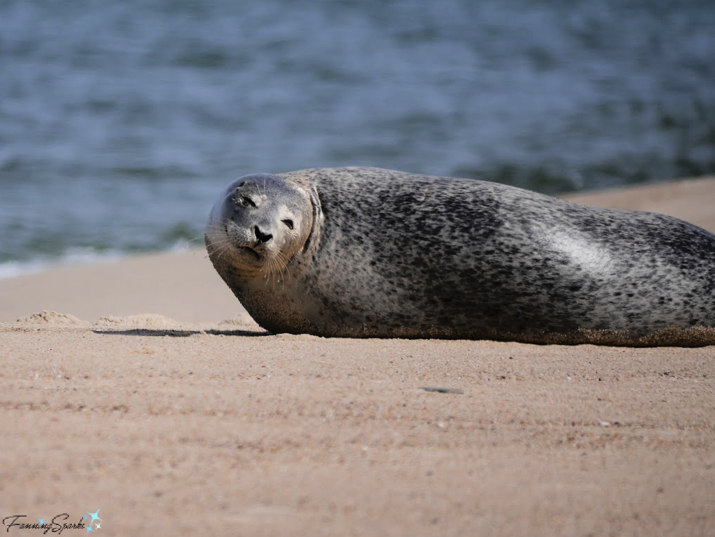 Grey Seal Watching Us on Sable Island Beach   @FanningSparks