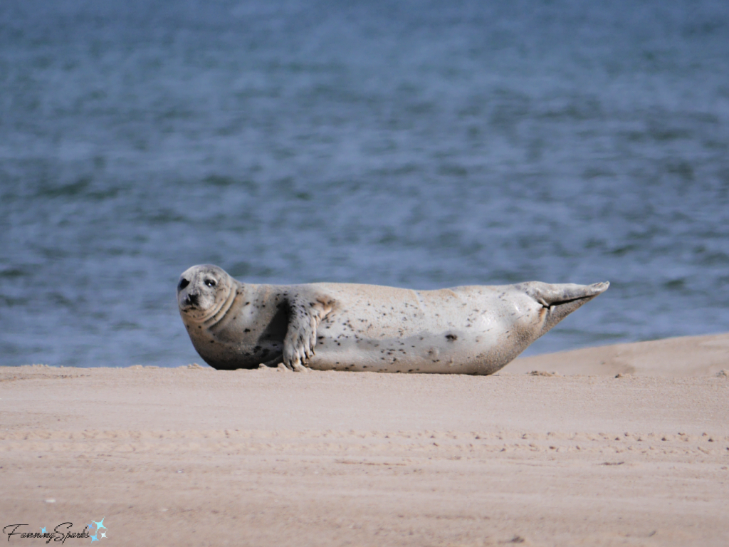 Grey Seal in Banana Posture on Sable Island Beach   @FanningSparks