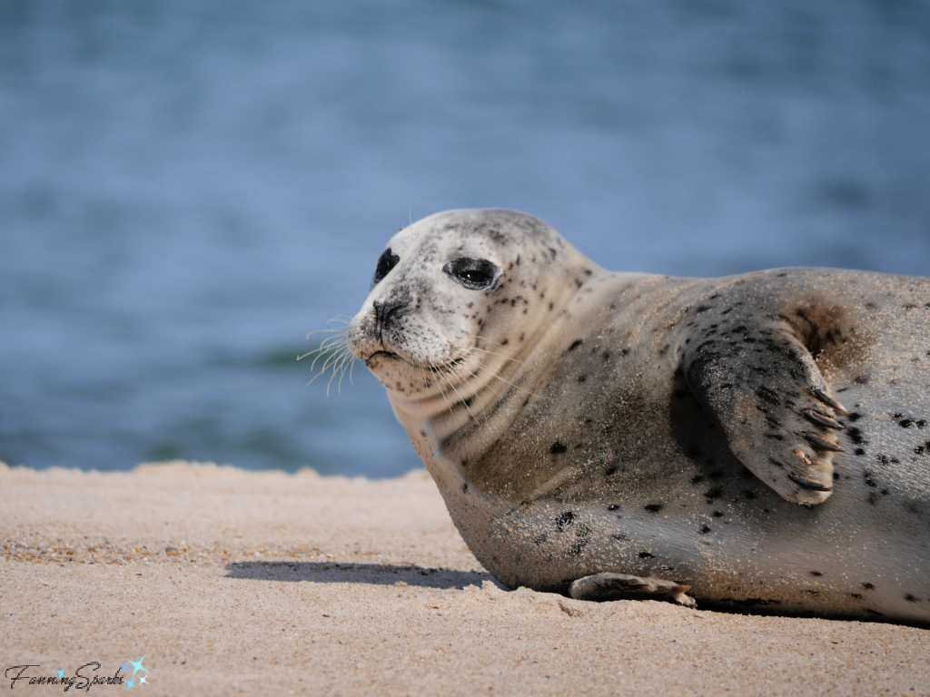 Grey Seal on Sable Island Beach Closeup   @FanningSparks