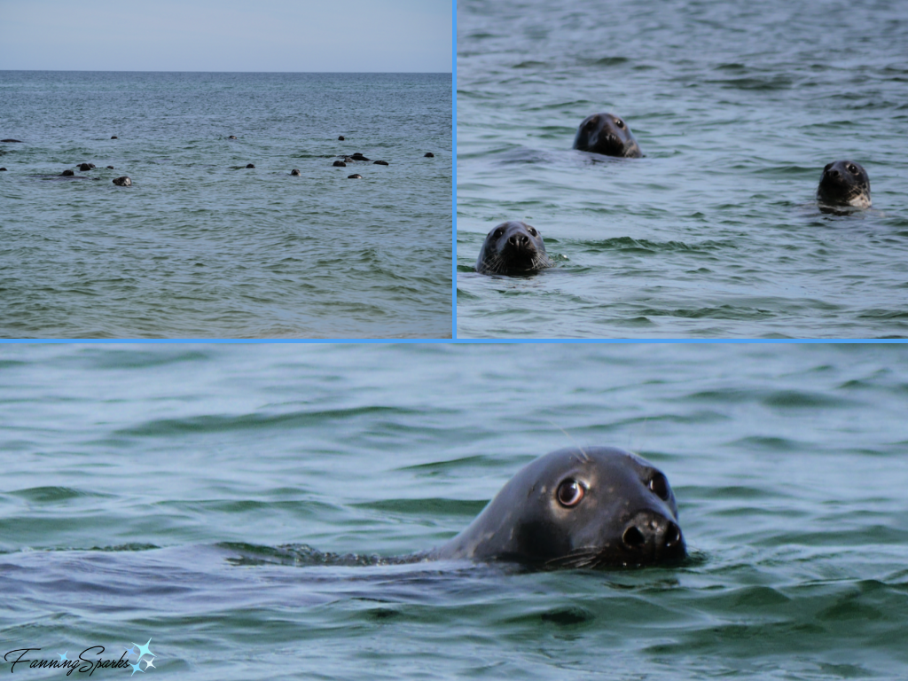 Grey Seals Swimming in Waters off Sable Island   @FanningSparks