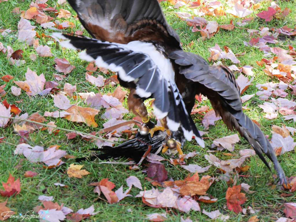 Harris Hawk Attacks Lure    @FanningSparks