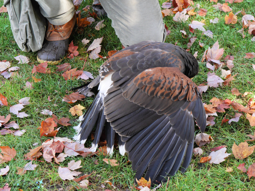 Harris Hawk Attacks Lure    @FanningSparks