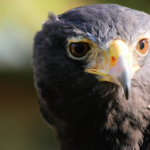 Harris Hawk Closeup @FanningSparks