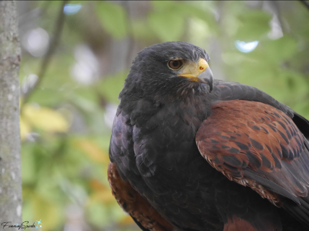 Harris Hawk Looking to Right   @FanningSparks