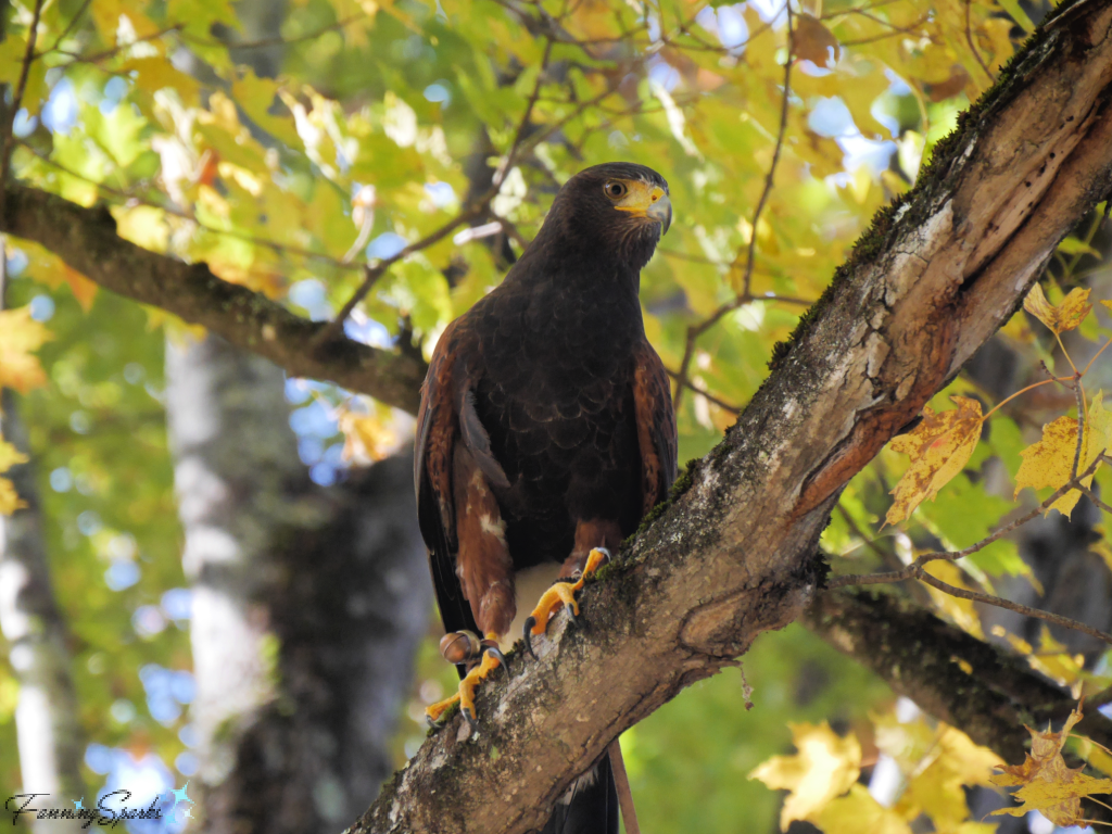 Harris Hawk Perched in Tree   @FanningSparks